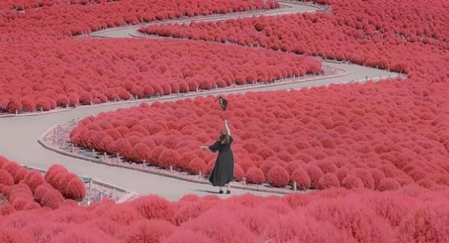 Travel to Japan for Contemplation Of The Red Kochia Grass Hill Glamour In Autumn