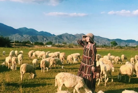 Khám phá đồng cừu An Hòa, Ninh Thuận theo dấu chân người du mục